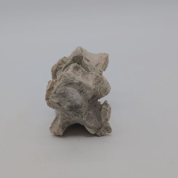 Natural Oreodont Vertebra Fossil In Stone Matrix - Picture 6 of 11